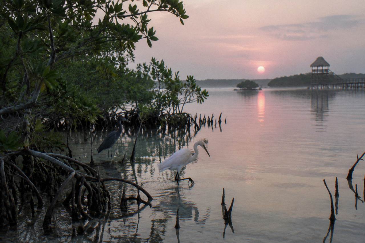 Wading birds standing in shallow lagoon water among mangroves at dawn