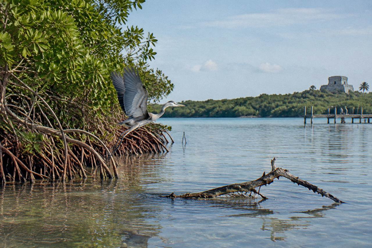 Calm lagoon water lined with mangroves under a wide morning sky